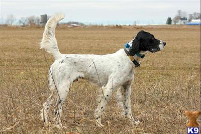 English Setter Puppies